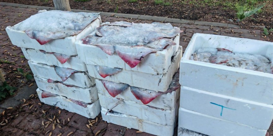 Çanakkale'de 525 Kilo Balığa El Konuldu