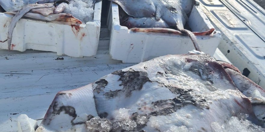 Gelibolu’da 45 Kilo Balığa El Konuldu, 37 Bin 770 Lira Para Cezası Kesildi