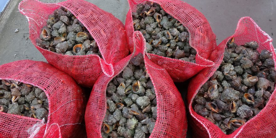 Karadeniz İçin En Büyük İki Tehdit: "Deniz Salyangozu ve Taraklı Medüz"