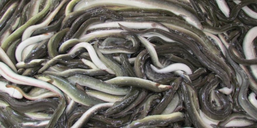 Yılan Balıkları7 Bin Kilometre Kat Ederek Meksika Körfezi’nden Aydın’a Ulaştı