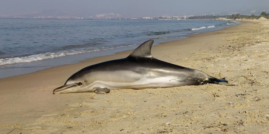 Kuşadası’nda Yunus Balığı Karaya Vurdu