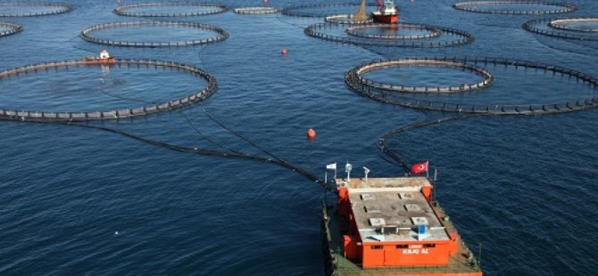 Türkiye'nin yıllık balık üretimi açıklandı