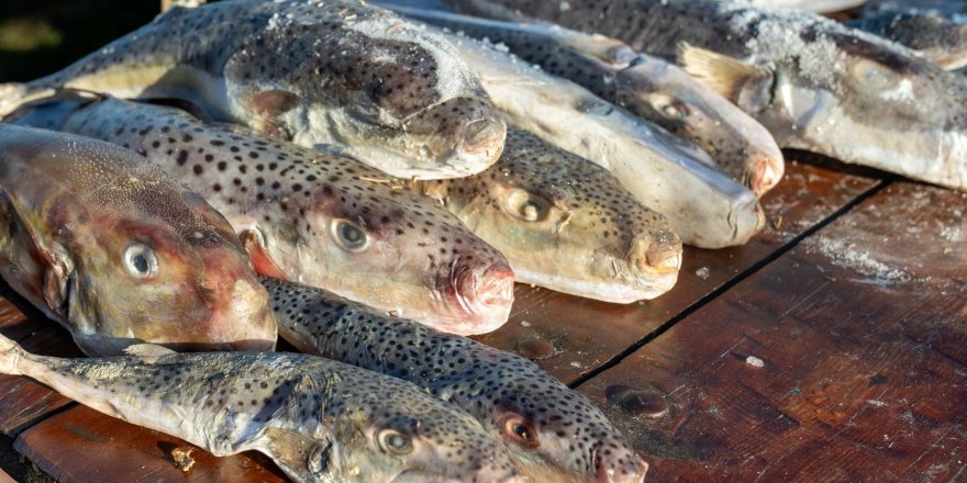 Adana'da 4 Günde 128 Bin Balon Balığı Toplandı