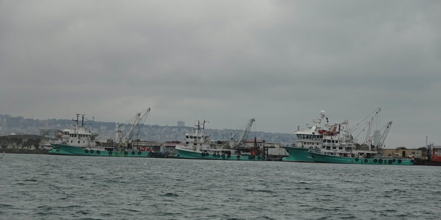 Türkiye'yi Terk Eden Hamsinin Yolu Gözleniyor