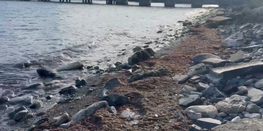 Tekirdağ'da Lodosta Sahili Kırmızı Yosunlar Kapladı