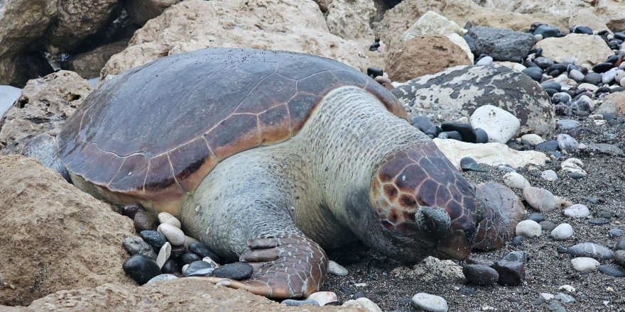Bir Caretta Caretta Daha Ölü Bulundu:15 Günde 7’nci Ölüm