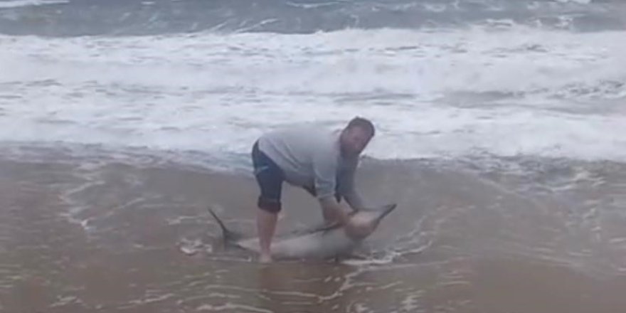 Ayvalık'ta Karaya Vuran Yunusu Vatandaşlar Kurtardı
