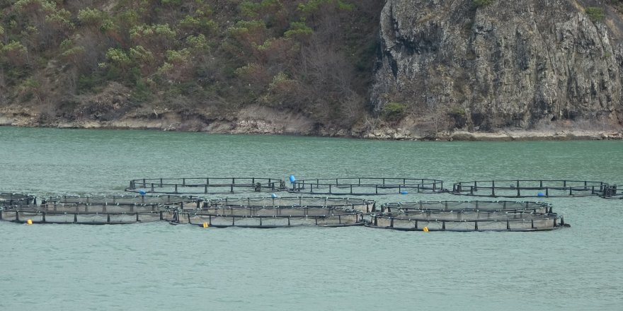 Bakan Yumaklı: "Türk Somonu İhracatı 500 Milyon dolara Ulaştı"