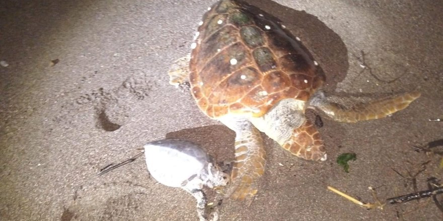 Marmaris'te 2 Caretta Caretta Kıyıya Vurdu