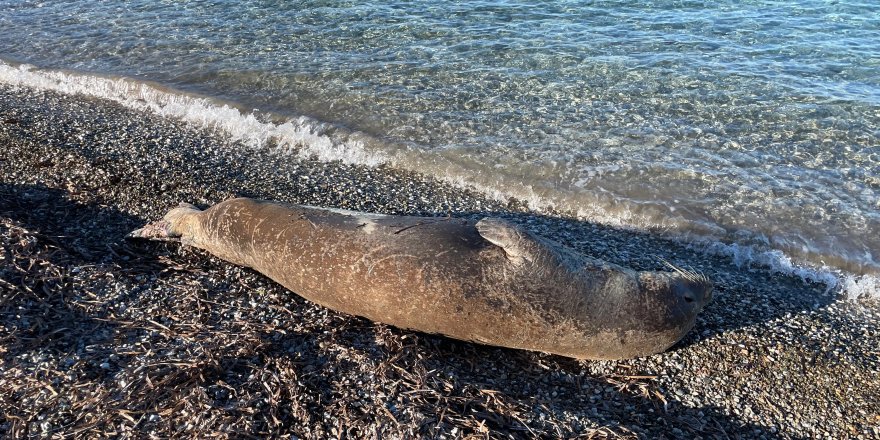 Bodrum’da Akdeniz Foku İlgi Odağı Oldu