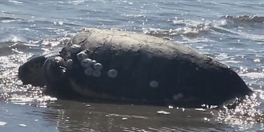 Gökçeada'da Kıyıya Vuran Caretta Caretta Vatandaşların Yardımıyla Denizle Buluştu