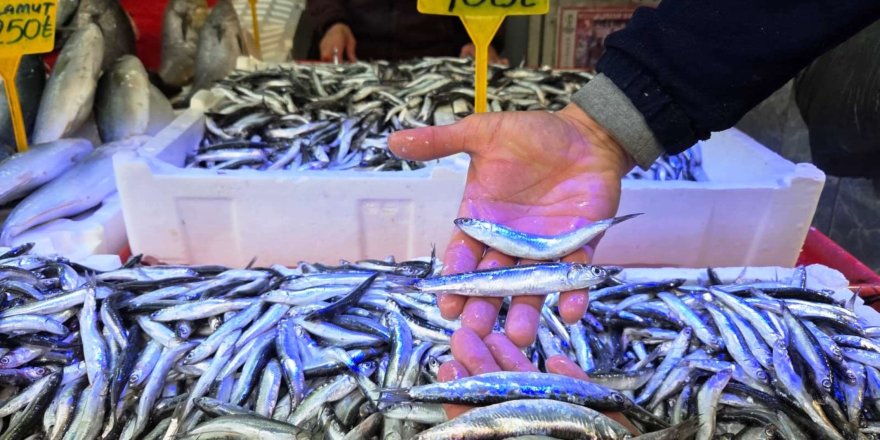 Karadeniz'de Hamsi Bereketi: Tezgahlar İri Hamsiyle Doldu