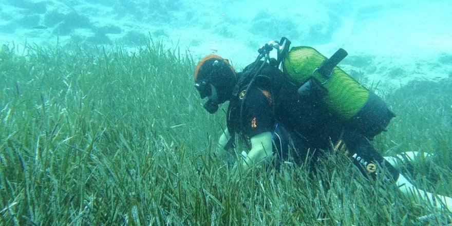 Garanti BBVA ve TURMEPA’dan Deniz Çayırlarına Mavi Nefes