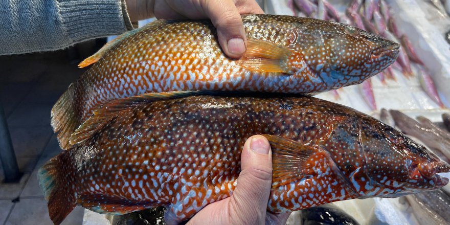 Hint Okyanusu'na Özgü ‘Portakal Benekli Lagos' Mersin'de Tezgaha Çıktı