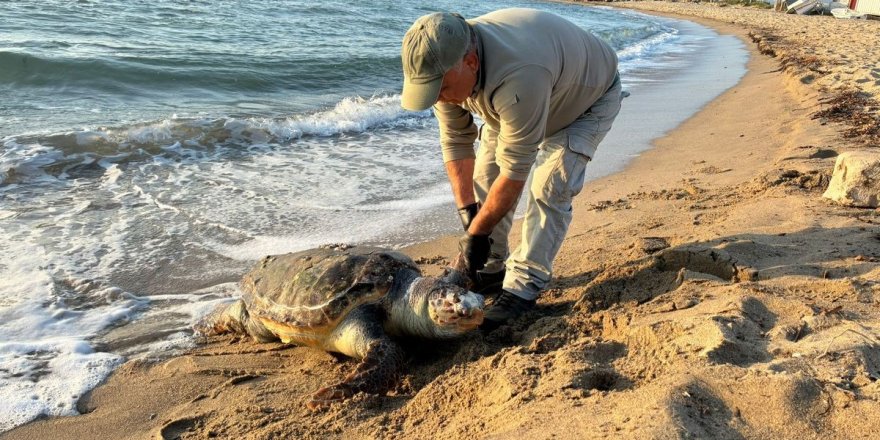 Kuşadası’nda 2 Yeşil Deniz Kaplumbağası ve 1 Caretta Caretta Ölü Bulundu
