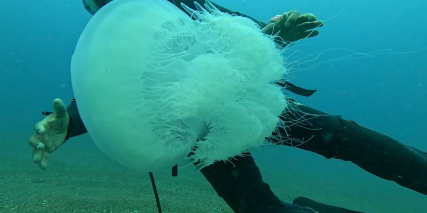 Balıkçıların Kabusu Oldular: Attıkları Ağlara Yüzlerce Dev Denizanası Takıldı