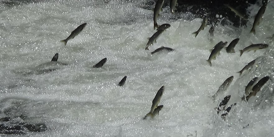 İnci Kefalleri Van İl Jandarma Komutanlığı'na Emanet