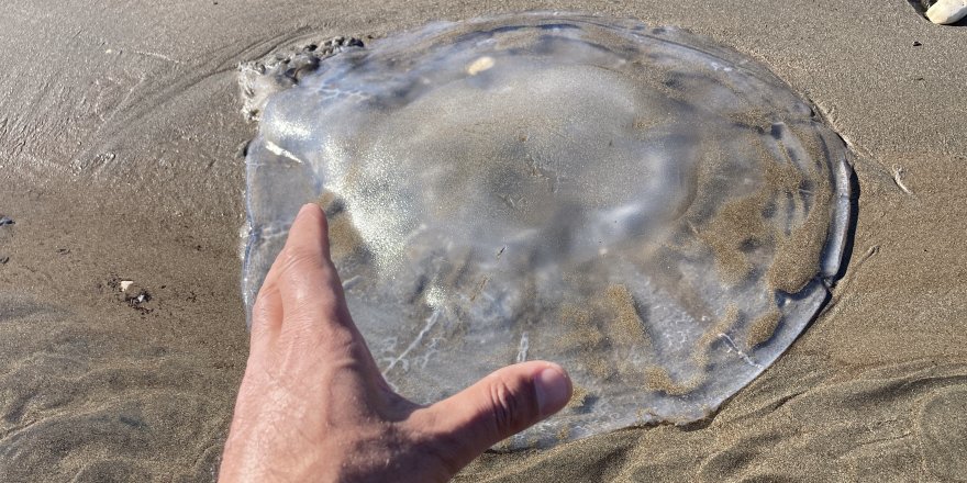 Akdeniz'deki Zehirli Denizanaları Mersin Sahillerine Vurdu