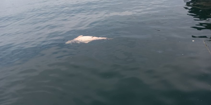 Kocaeli'de Kıyıya Sürüklenen Ölü Yunus Görüntülendi