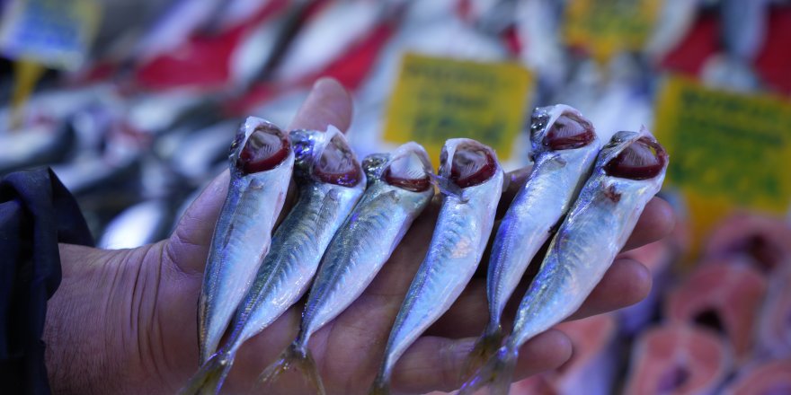 Sezonun Sonuna Gelinirken İstavritin Kilosu 70 TL'ye Düştü