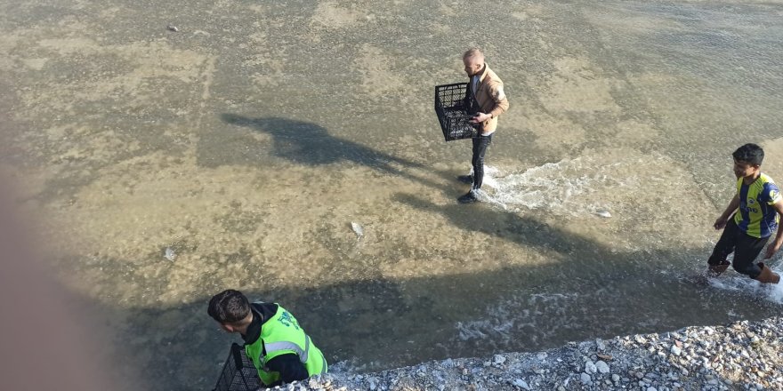 Akıntıya Kapılan Balıkları Yakalamak İçin Birbirleriyle Yarıştılar