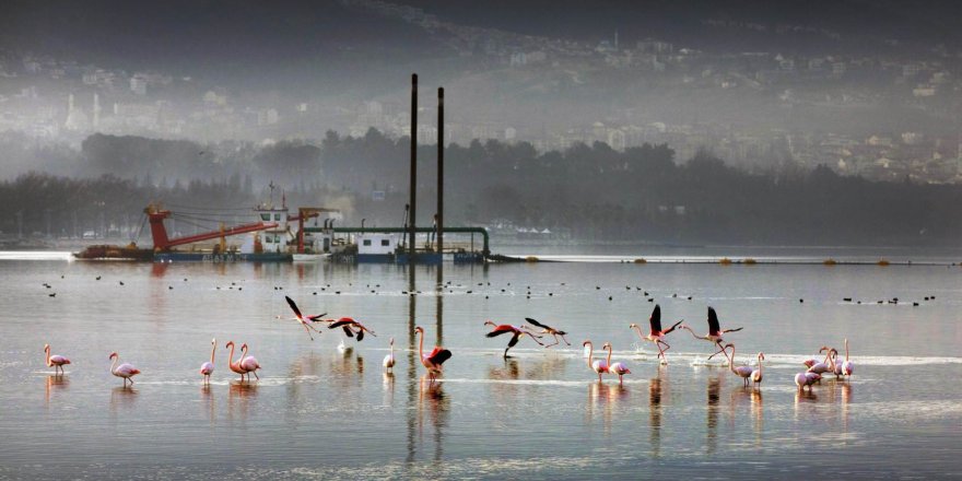 İzmit Körfezi'nden 1,8 Milyon Metreküp Çamur Çıkarıldı, Deniz Canlıları Geri Döndü