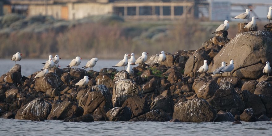 Türkiye'nin En Büyük Adası Gökçeada'da En Büyük Ada Martısı Kolonisi