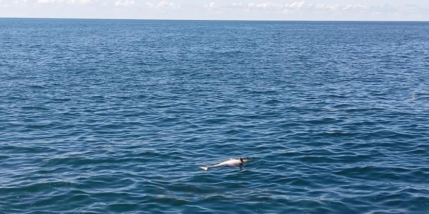 Karadeniz Ereğli'de Sahilde Ölü Yunus Bulundu