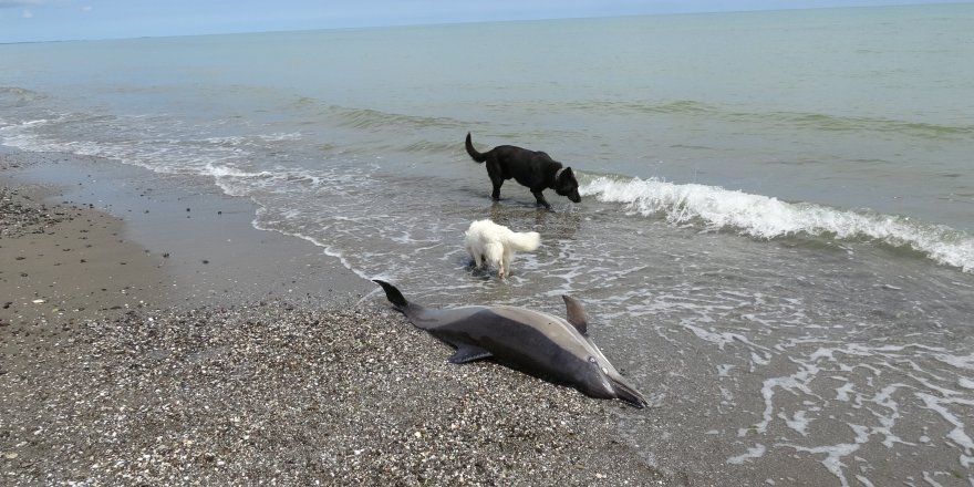 Sahile Vuran Ölü Yunuslar Tedirgin Ediyor