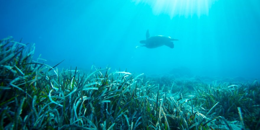 Bodrum'da Deniz Çayırlarını Korumak İçin Proje Başlatıldı