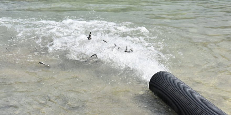 Sinop'ta 2 Bin Adet Mersin Balığı Denize Bırakıldı