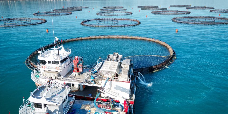 Karadeniz'de Büyüyor, Dünyaya Satılıyor