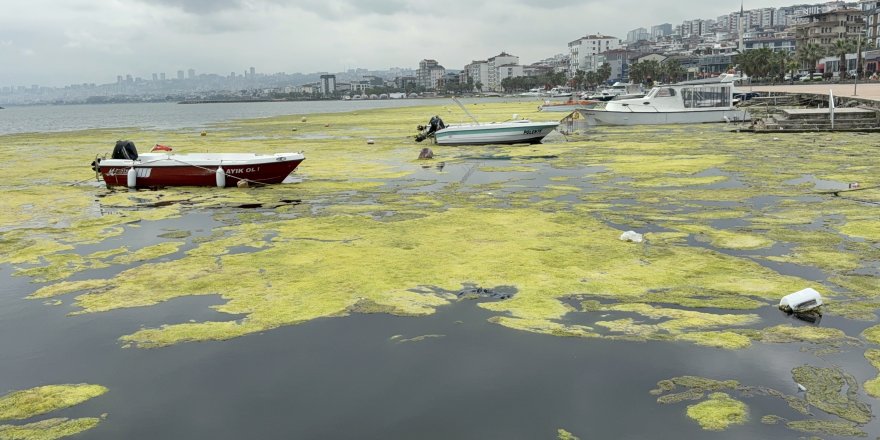 Kurupelit Marina'daki "Deniz Marulu" Sorununa Neşter: 345 Bin Metreküp Dip Çamuru Temizlenecek
