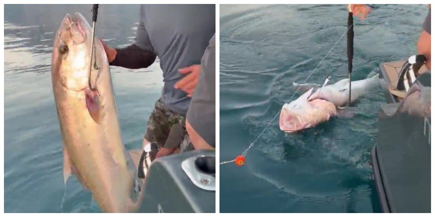 Konyaaltı Sahili'nde 56 Kilogramlık Kuzu Balığı Şaşkınlığı