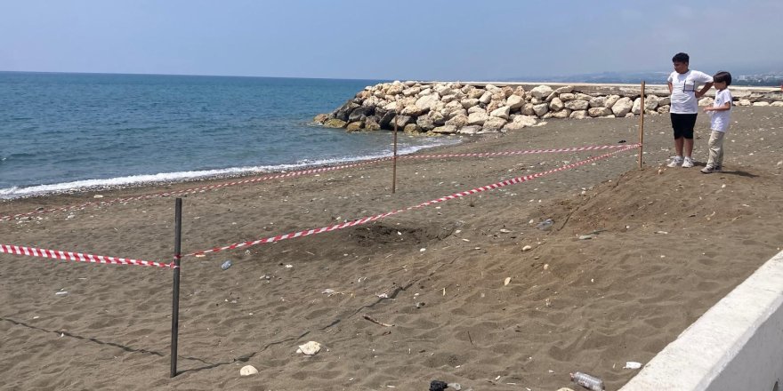 Koruma Alanı Dışına Yuva Yapan Caretta Caretta İçin Şeritli Tedbir