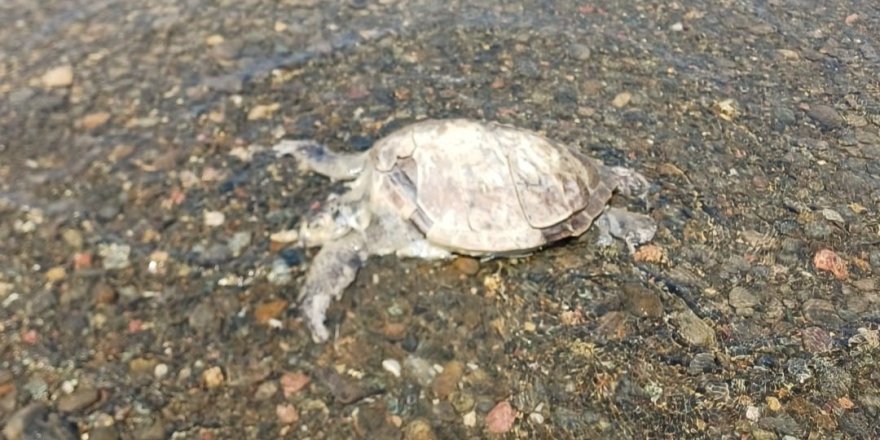 Ula’da Sahilde Caretta Caretta Bulundu