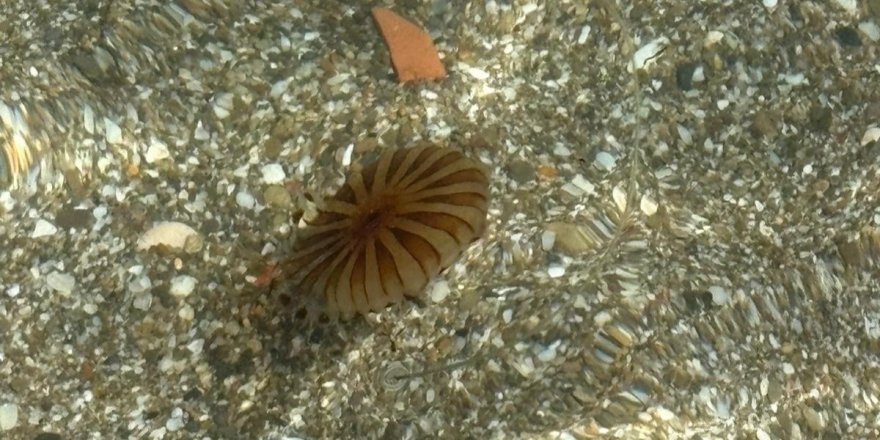 Tekirdağ Sahilinde Kahverengi Pusula Denizanaları Görüldü