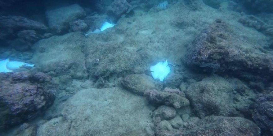 Antalya'da Deniz Dibinde Çok Sayıda Ölü Vatoz Görüntülendi