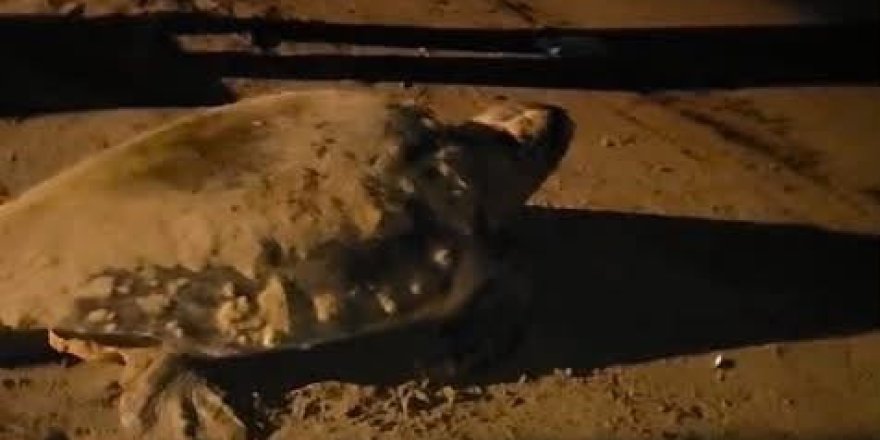 Aydın'ın Kuşadası ve Didim Kıyılarında Caretta Hareketliliği