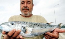 Bodrum'da dev Balon Balığı yakalandı