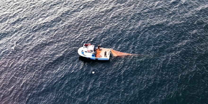 İstanbul'da Yunuslar Hazır Balık İçin Balıkçı Teknelerinin Peşinde
