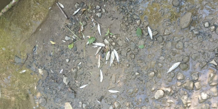 Samsun'da Derede Toplu Balık Ölümleri: Mahalleli Kalıcı Çözüm İstiyor