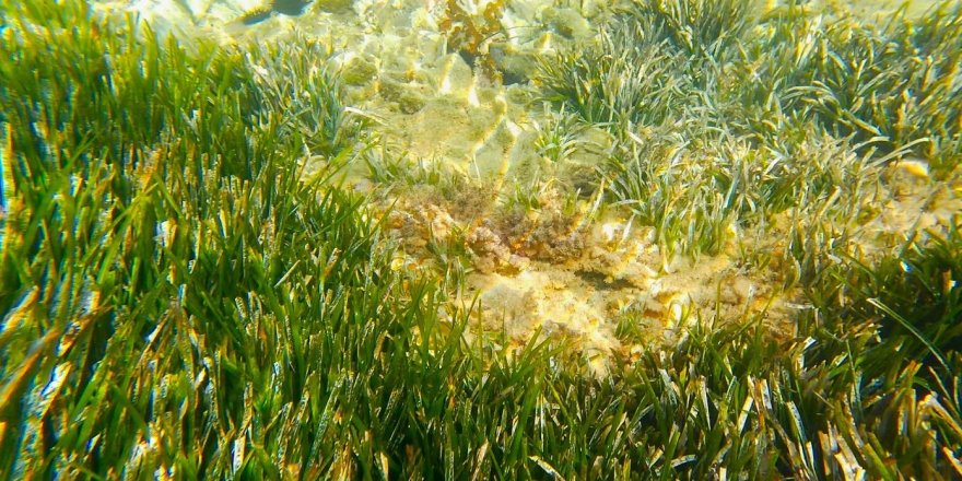 Kuşadası’nda Deniz Çayırları İçin Kritik Uyarı
