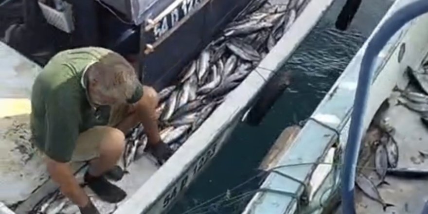 Akçakoca Açıklarında Palamut Bereketi: Tekneler Dolu Dönüyor
