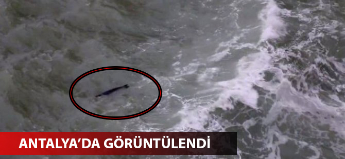 Nadir görülen Akdeniz foku Antalya'da görüntülendi