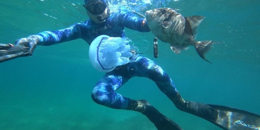 Çanakkale Boğazı'nda Mavi Denizanası İstilası