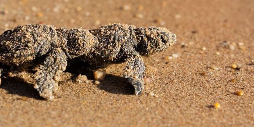 Didim’de Caretta Caretta Yuvasından 82 Yavru Denize Ulaştı