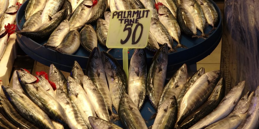 Trabzon'da Palamut Bereketi: 1 Eylül'den Bu Yana Bin 300 Ton Palamut Avlandı