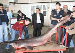 Didim'de 2,5 metrelik köpek balığı yakalandı