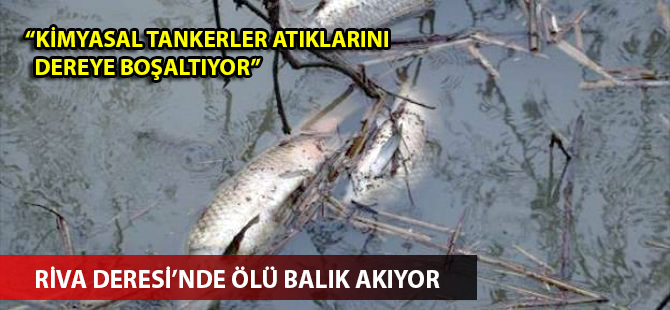 İstanbul'da çevre felaketi: Riva deresi ölü balık akıyor